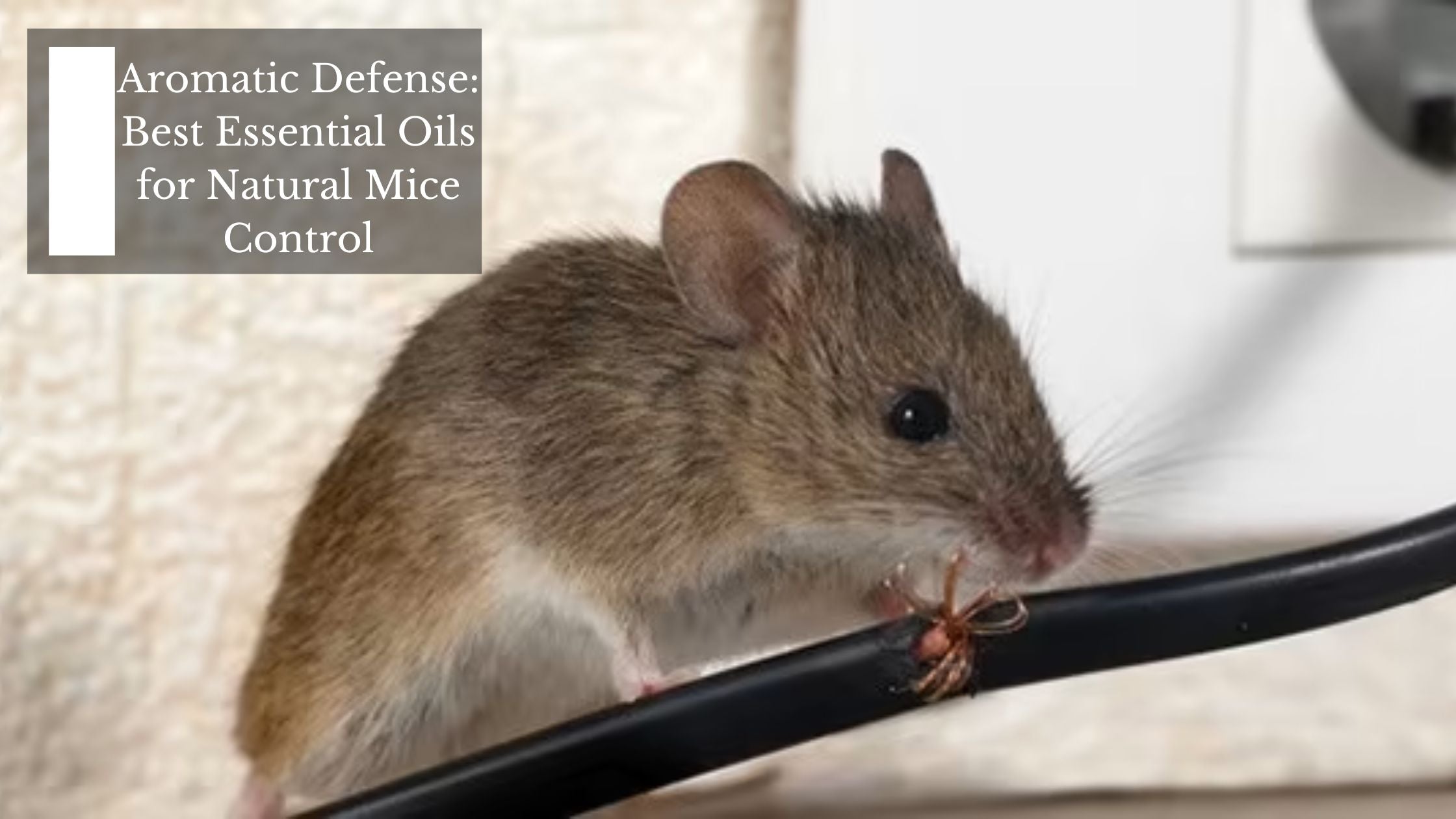 Aromatic Defense Best Essential Oils for Natural Mice Control Moksha