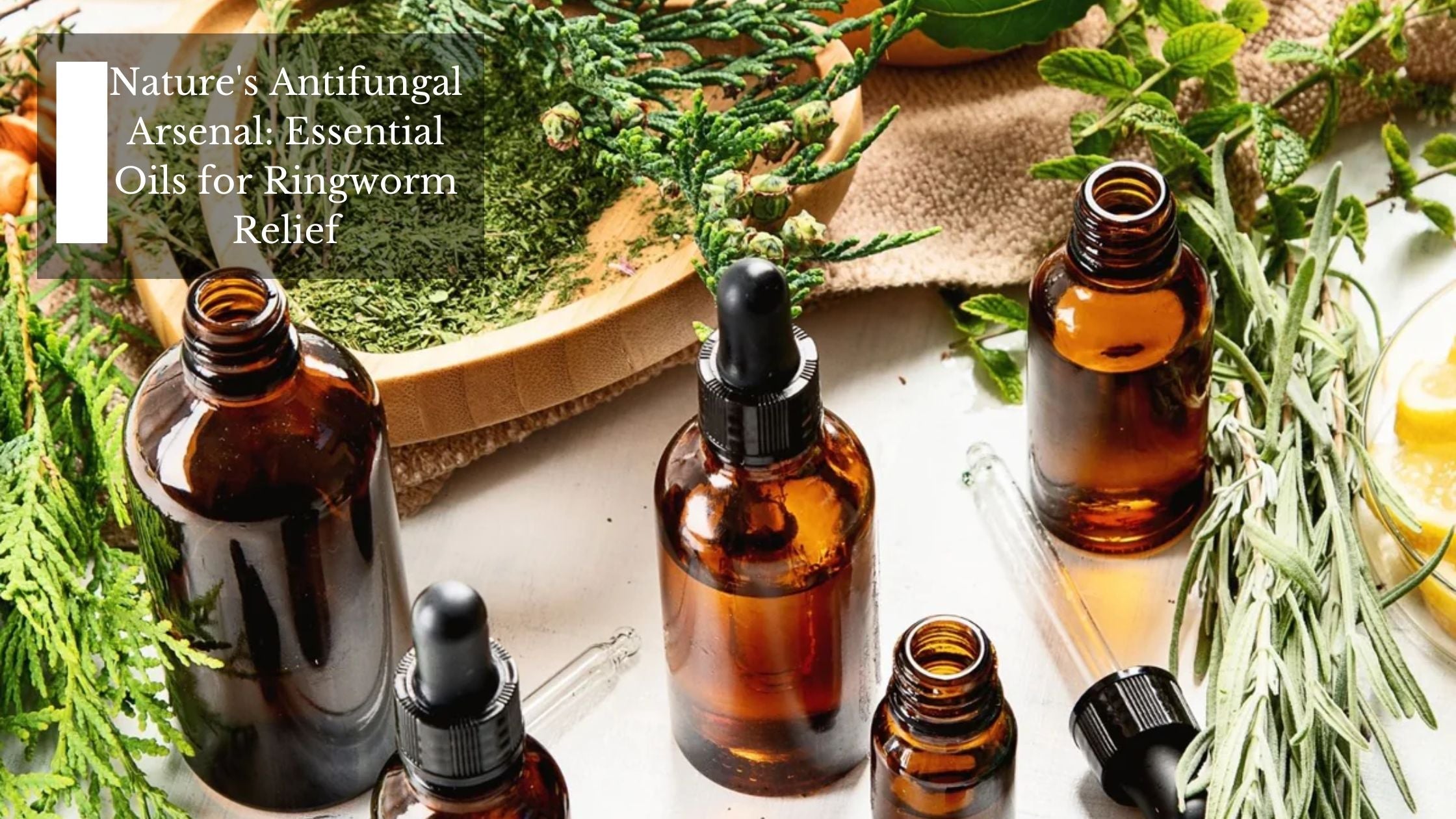 Nature's Antifungal Arsenal Essential Oils for Ringworm Relief