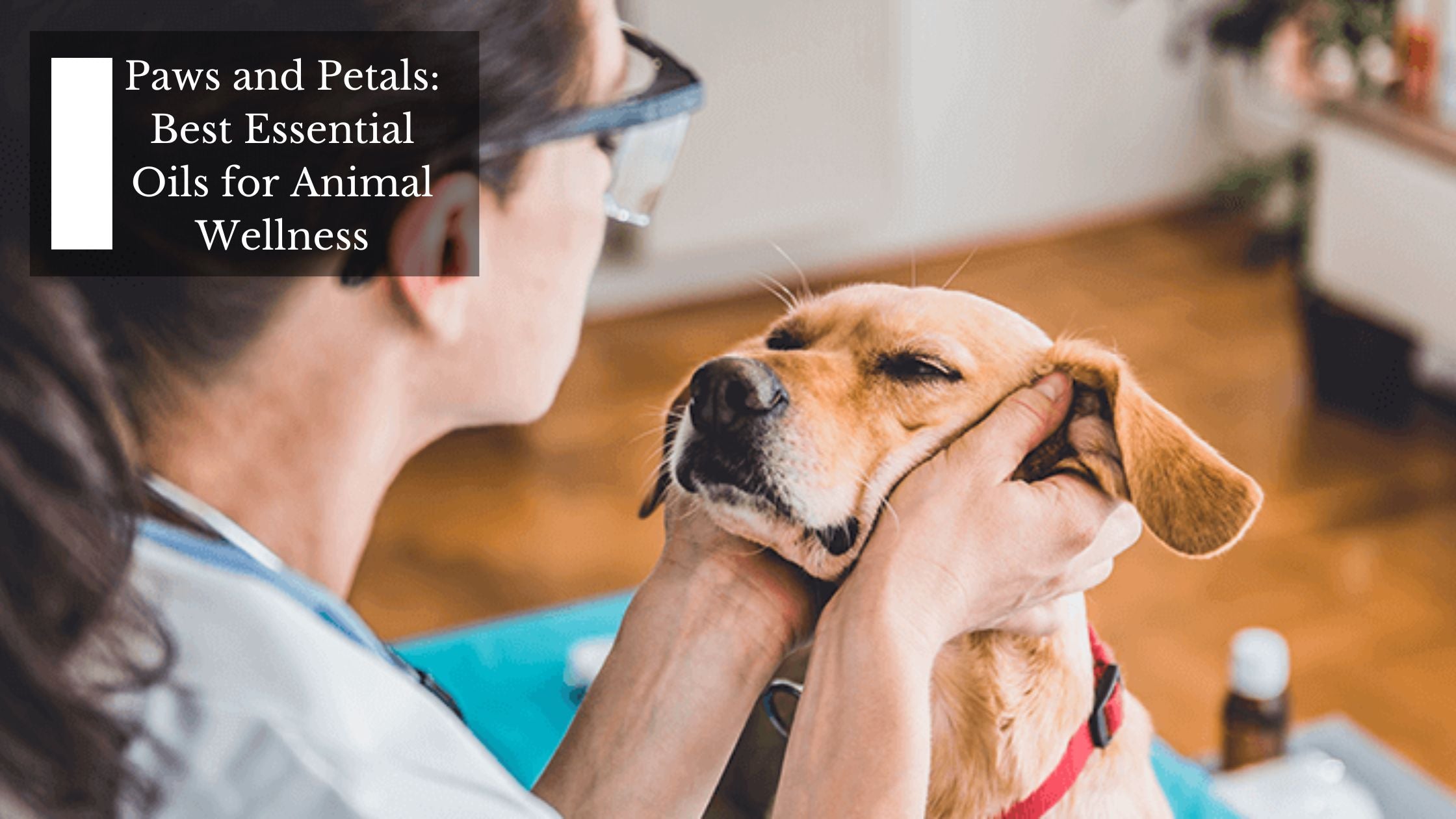 Paws and Petals Best Essential Oils for Animal Wellness Moksha