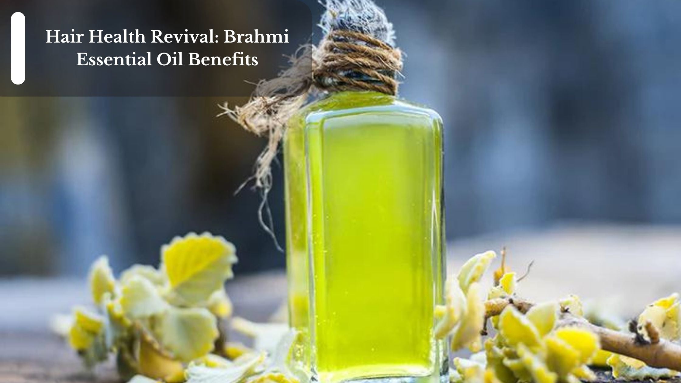 Hair Health Revival Brahmi Essential Oil Benefits Moksha Essentials Inc.