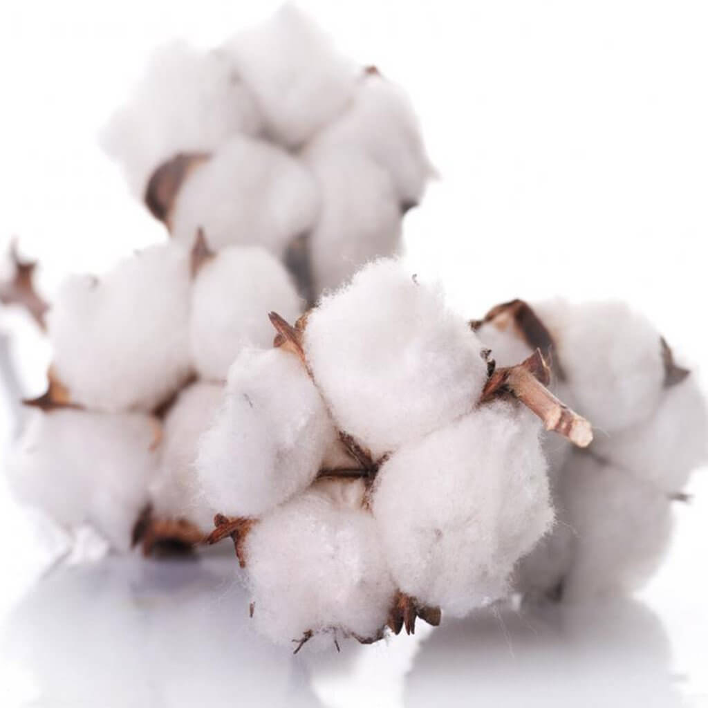 Clean Cotton Premium Grade Fragrance Oil - Scented Oil - 30ml – SHANULKA  Home Decor