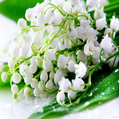 Natural Lily of the Valley Fragrance Oil