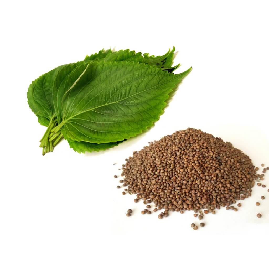 perilla plant seeds Buy Pure Organic Cold Pressed Perilla Seed Oil Online in USA at Best Price