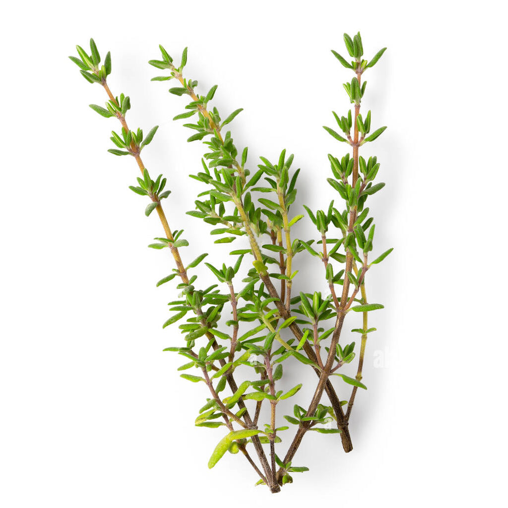 Buy Pure Organic Thyme Oil Online in USA at Best Wholesale Price from