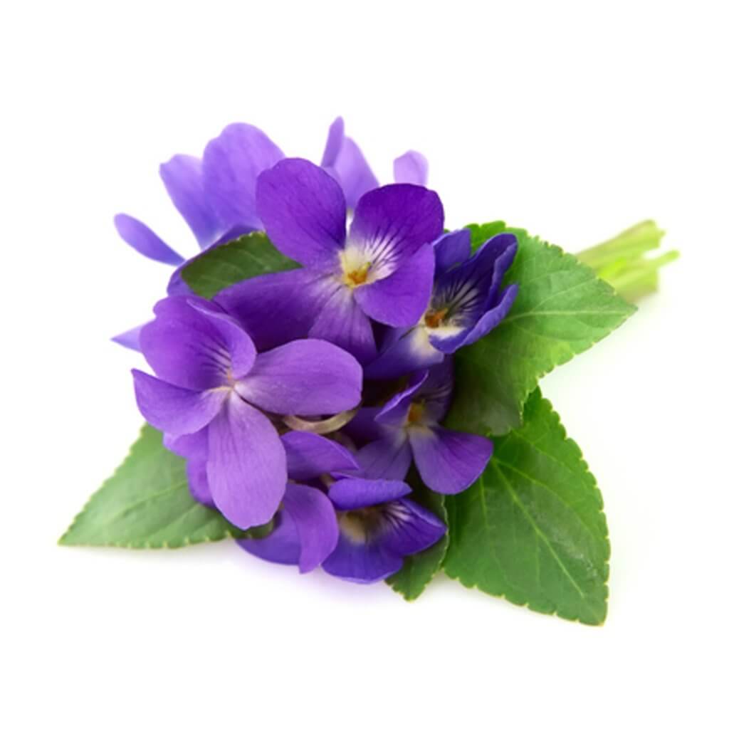 Violet Leaf Essential Oil