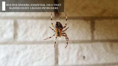 Bye Bye Spiders: Essential Oils That Banish Eight-Legged Intruders