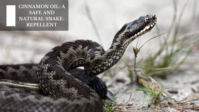 Cinnamon Oil: A Safe And Natural Snake Repellent