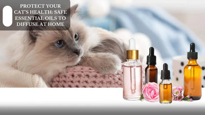 Protect Your Cat's Health: Safe Essential Oils To Diffuse At Home