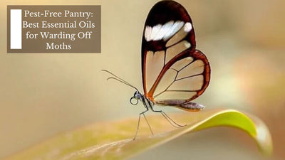 Pest-Free Pantry: Best Essential Oils for Warding Off Moths