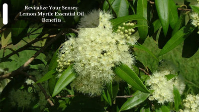 Revitalize Your Senses: Lemon Myrtle Essential Oil Benefits
