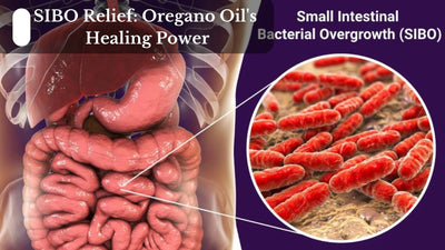 SIBO Relief: Oregano Oil's Healing Power