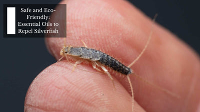 Safe and Eco-Friendly: Essential Oils to Repel Silverfish
