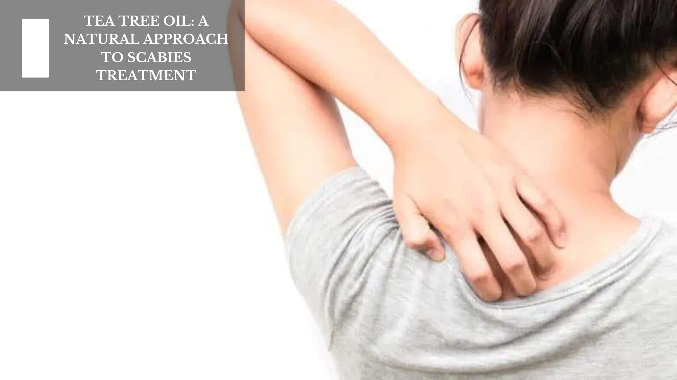 Tea Tree Oil A Natural Approach To Scabies Treatment Moksha