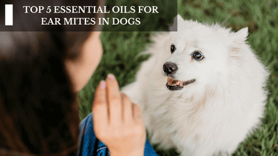 Top 5 Essential Oils For Ear Mites In Dogs
