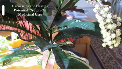 Harnessing the Healing Potential: Croton Oil Medicinal Uses