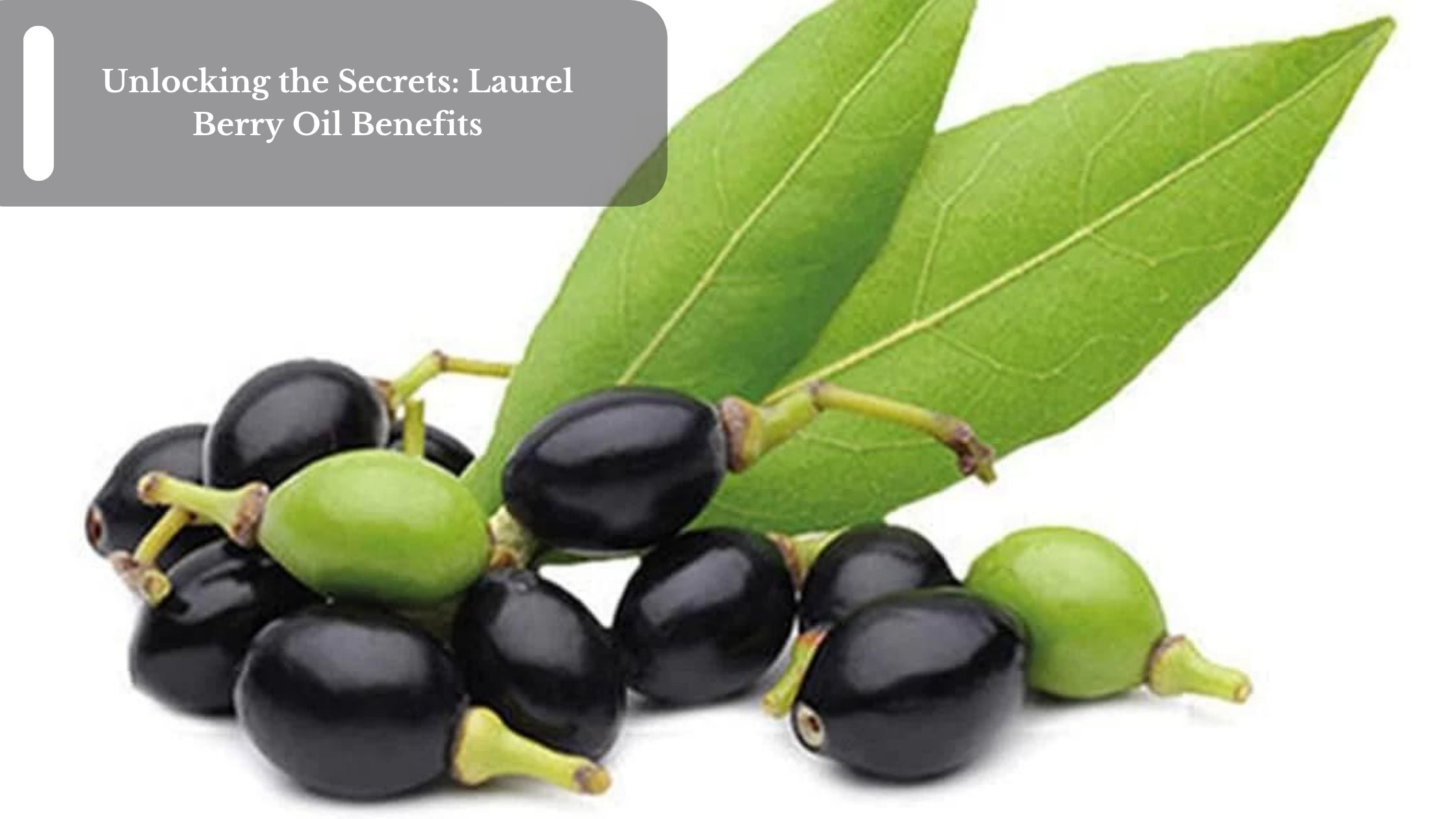 Unlocking the Secrets Laurel Berry Oil Benefits Moksha Essentials Inc.