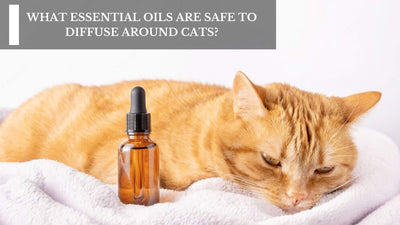 What Essential Oils Are Safe To Diffuse Around Cats?