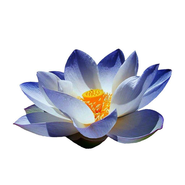 blue lotus nymphaea caerulea, new zealand, blue lotus tea, blue water lily