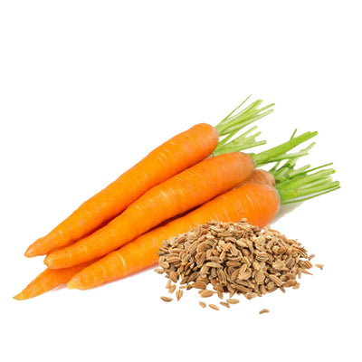 Natural Carrot Seed Carrier Oil