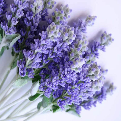 Natural English Lavender Fragrance Oil