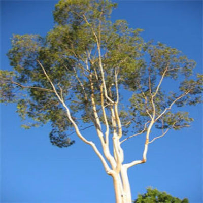 Natural Eucalyptus Hydrosol