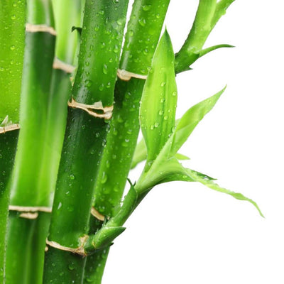 Natural Fresh Bamboo Fragrance Oil 