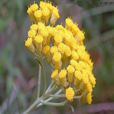 Pure Helichrysum Oil