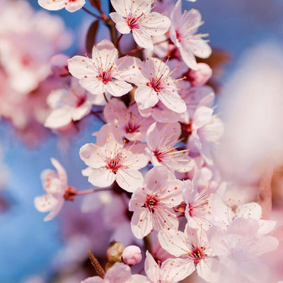 Organic Japanese Cherry Blossom Fragrance Oil