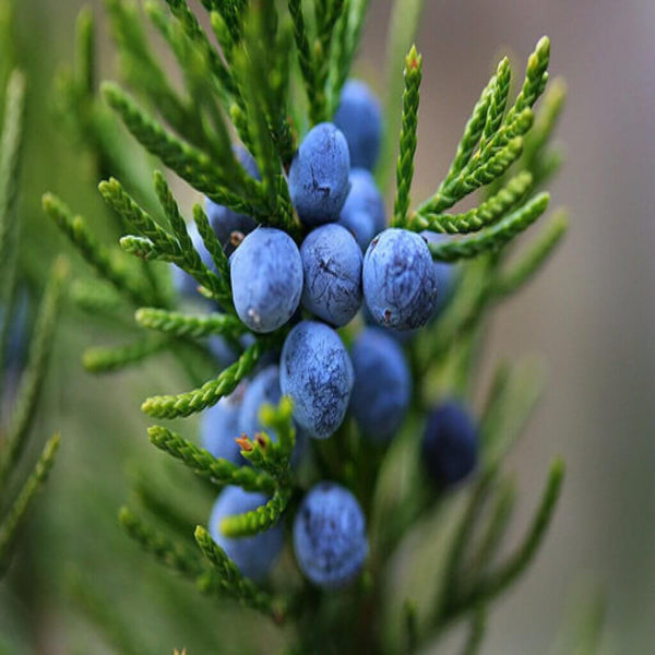 juniperus horizontalis leaf