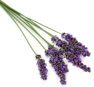 Natural Lavender Oil French