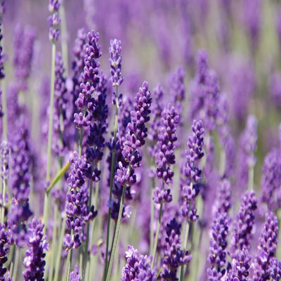 Natural Lavender Oil Bulgarian