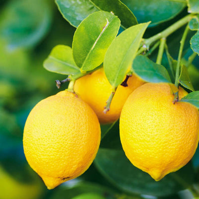 Organic Lemon Hydrosol