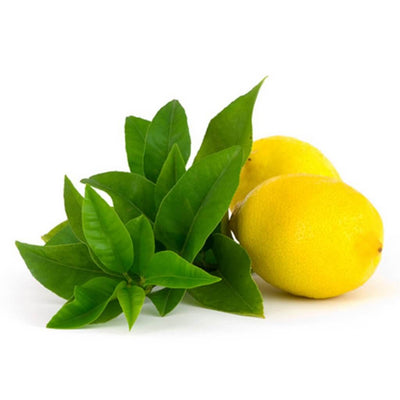 Organic Lemon Verbena Yankee Fragrance Oil