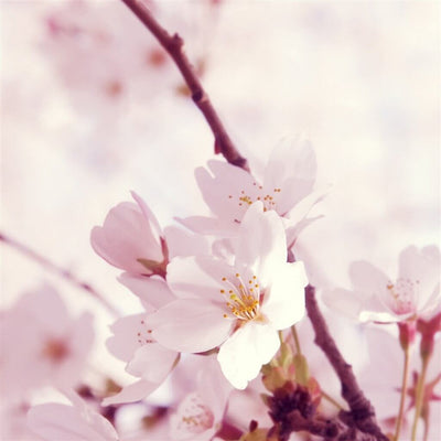 peach-blossom-fragrance-oil